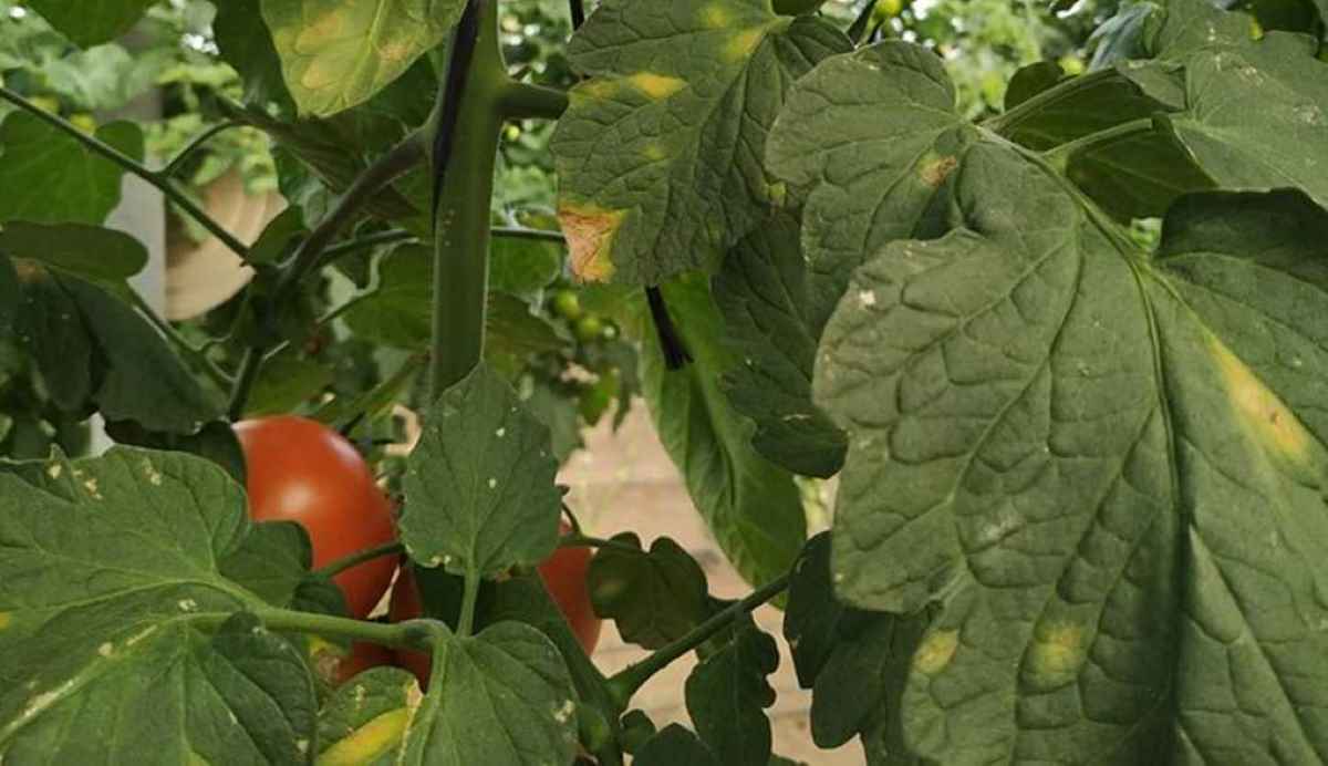 enfermedades hortícolas