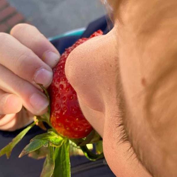 fruta escolares
