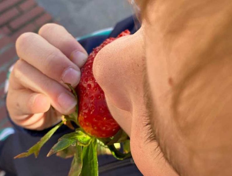 fruta escolares