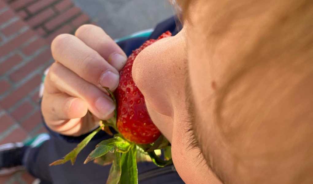 fruta escolares