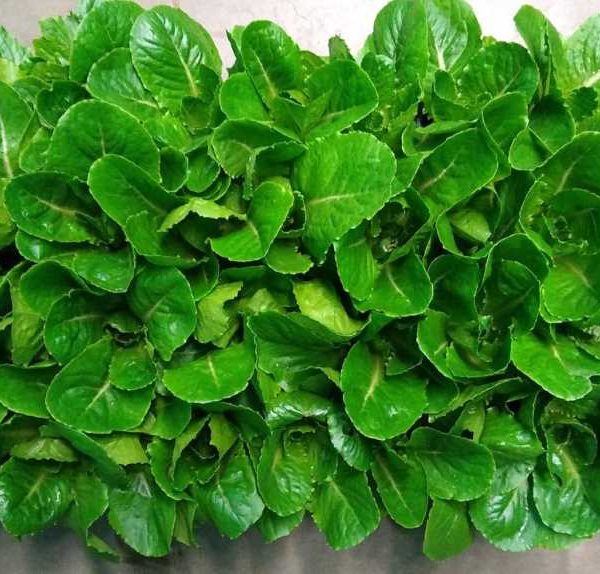 lechuga espacial