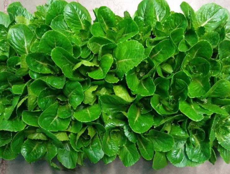 lechuga espacial