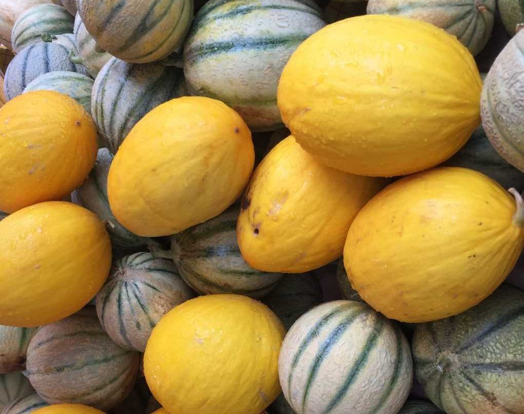melón marruecos