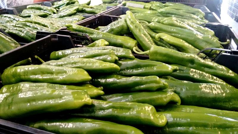 pimientos