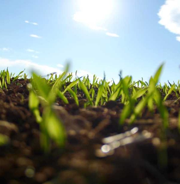 planta semillas