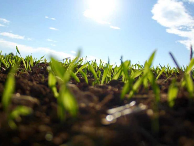 planta semillas