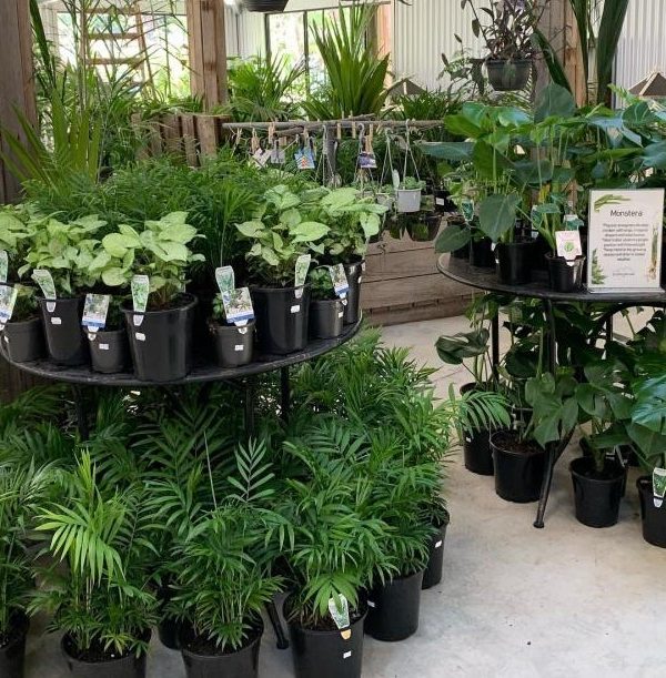 plantas