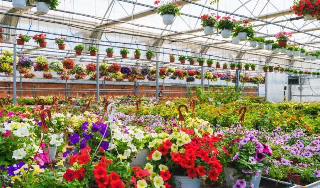 plantas temporada