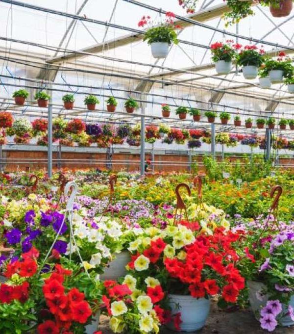 plantas temporada