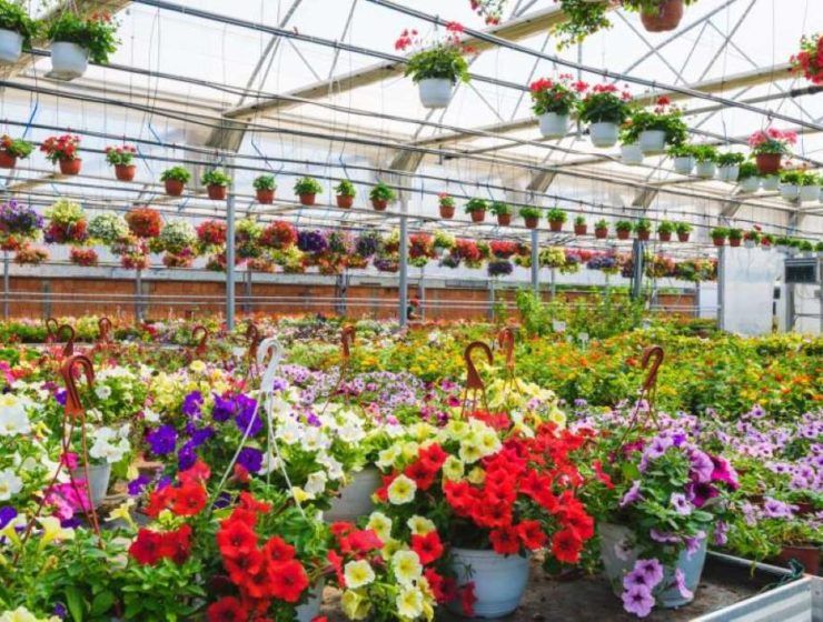 plantas temporada