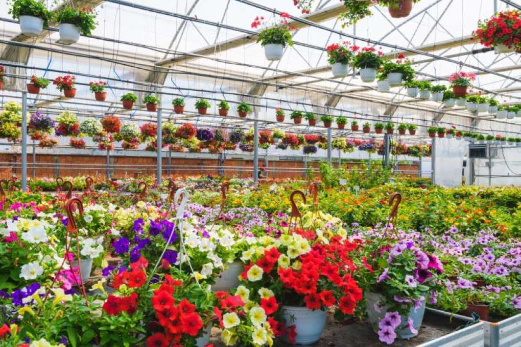 plantas temporada