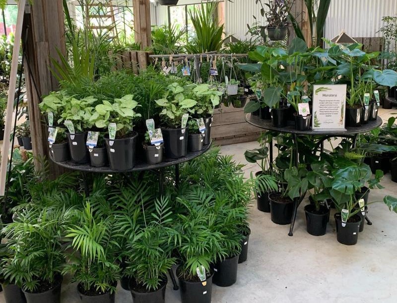 plantas