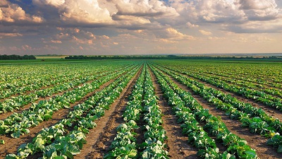 6 Agricultura ecologica