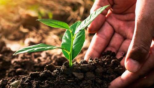 Fertiliza verde