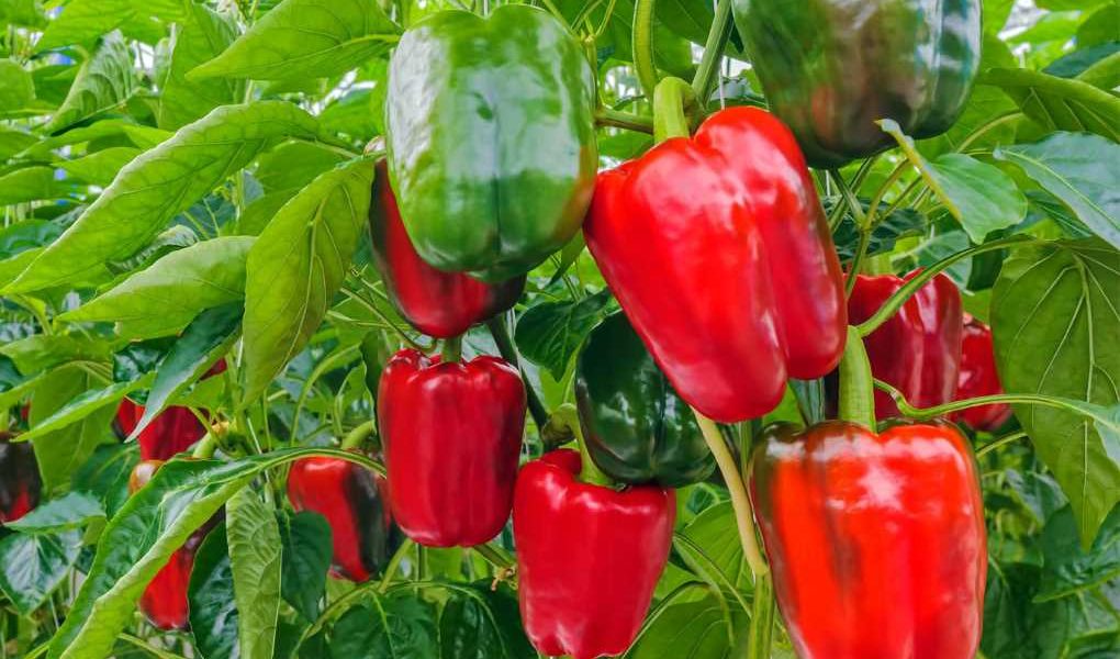 pimiento Moleaer