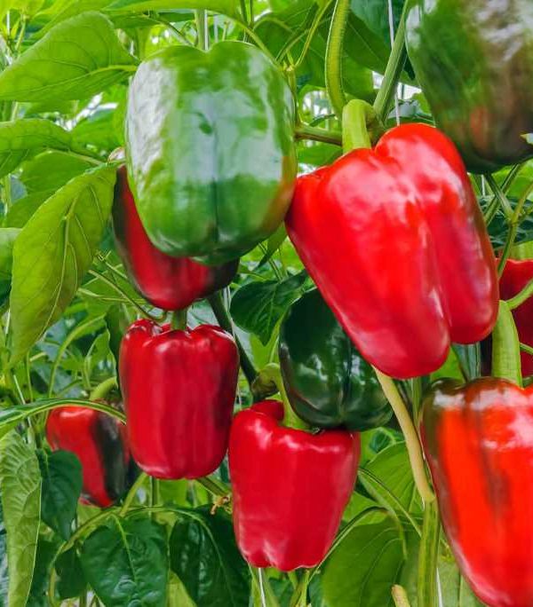 pimiento Moleaer