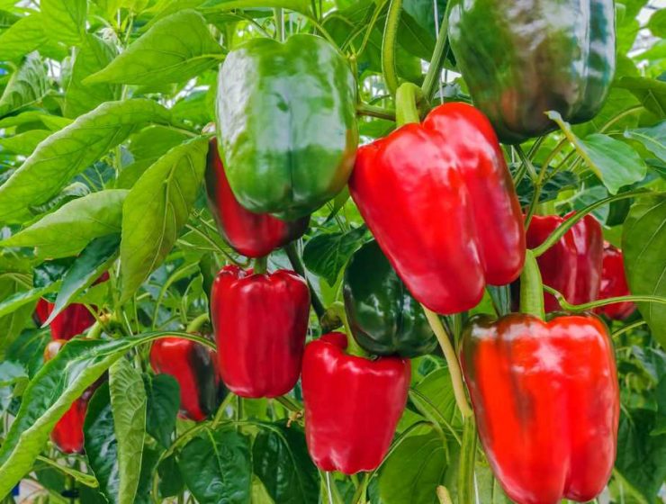 pimiento Moleaer