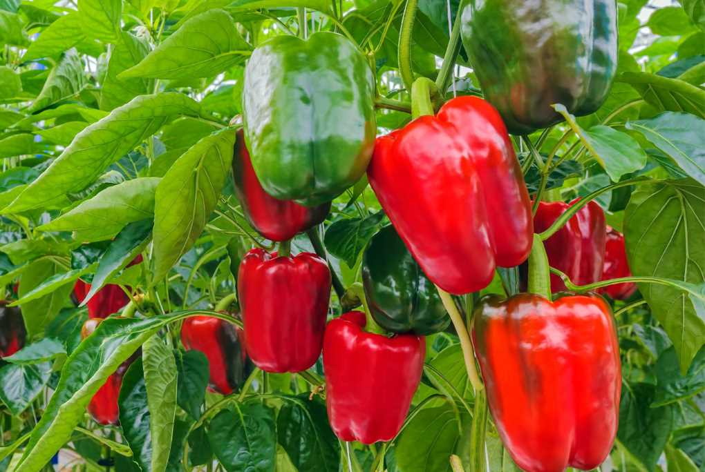 pimiento Moleaer