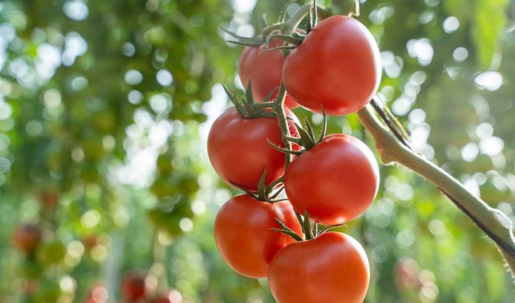tomate Bacares