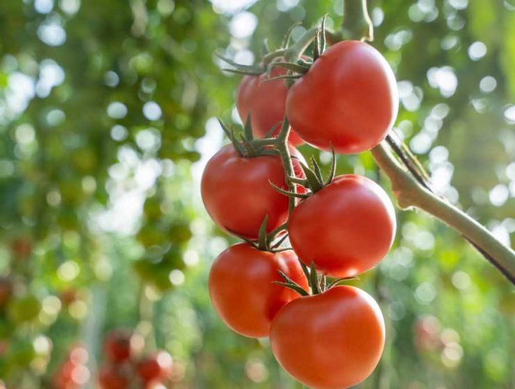 tomate Bacares