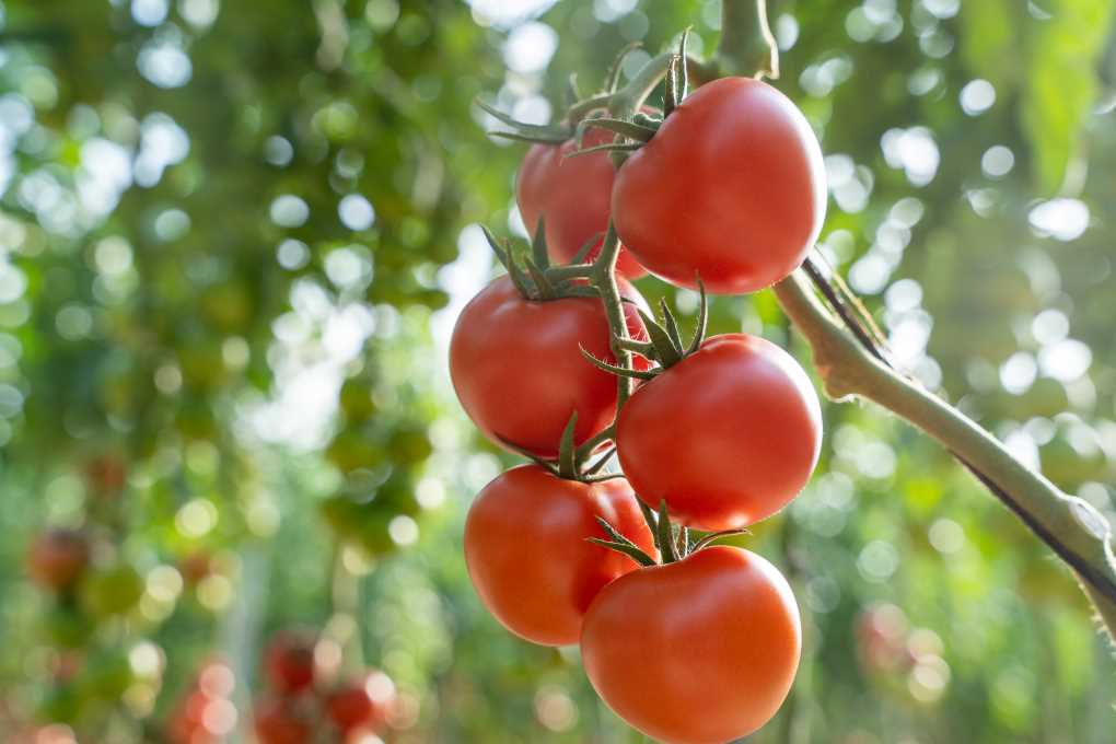 tomate Bacares