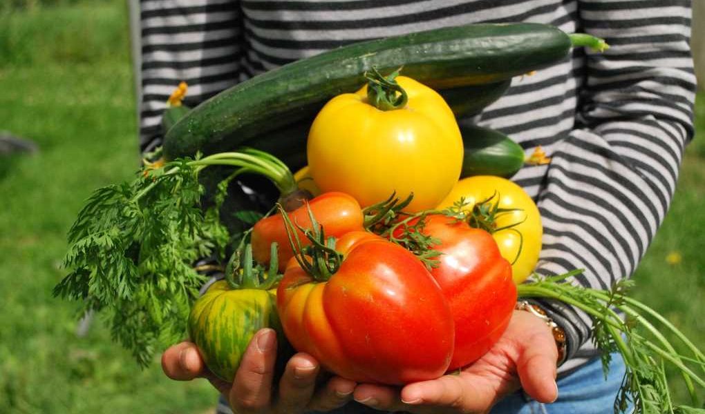 verduras