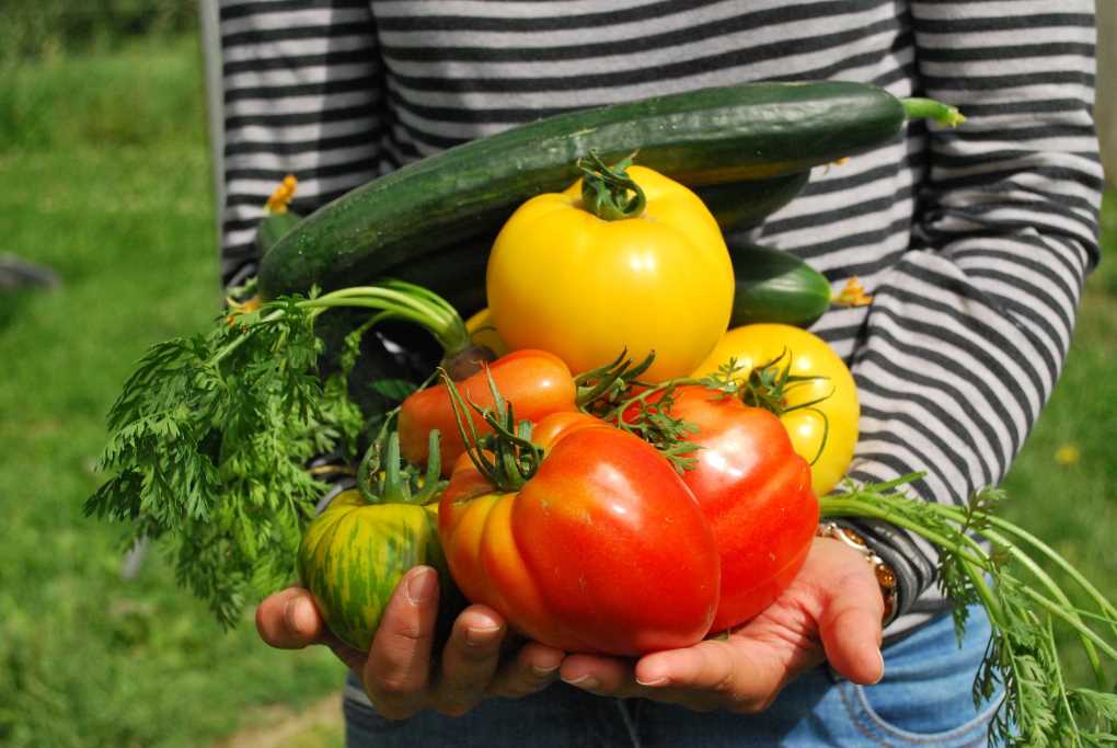 verduras