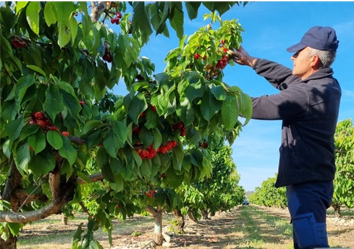 productores cereza