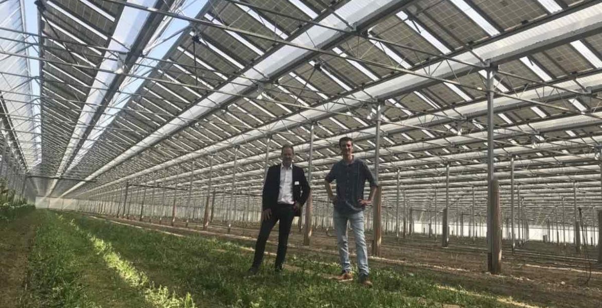 Invernadero-fofovoltaico-esparragos