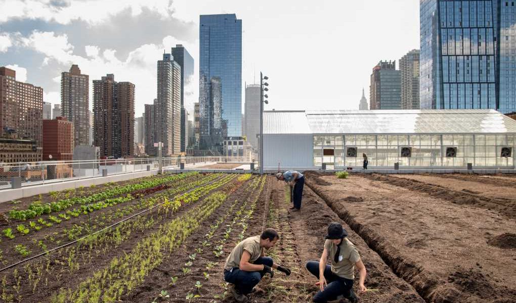 Javits Center granja