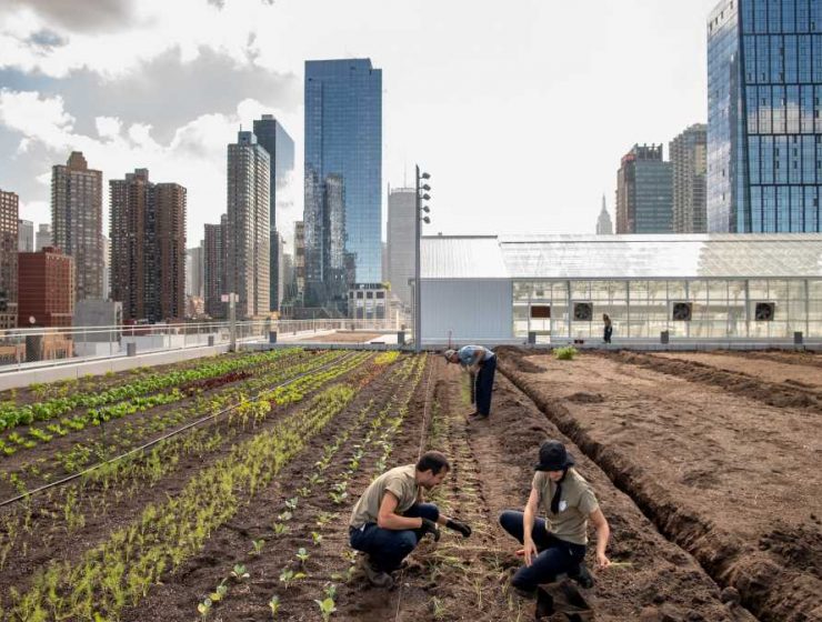 Javits Center granja