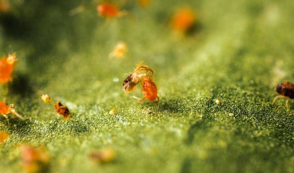 Phytoseiulus persimilis control biológico