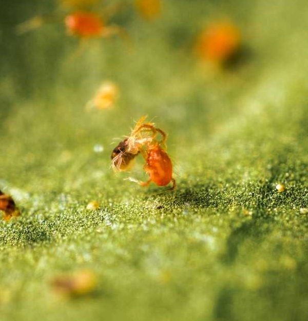 Phytoseiulus persimilis control biológico