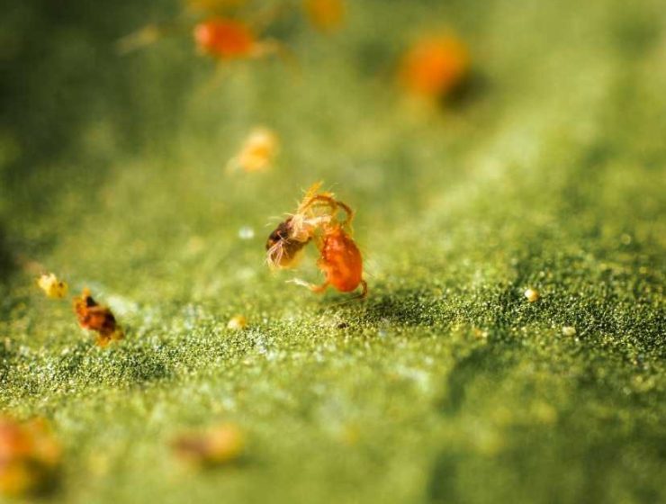 Phytoseiulus persimilis control biológico