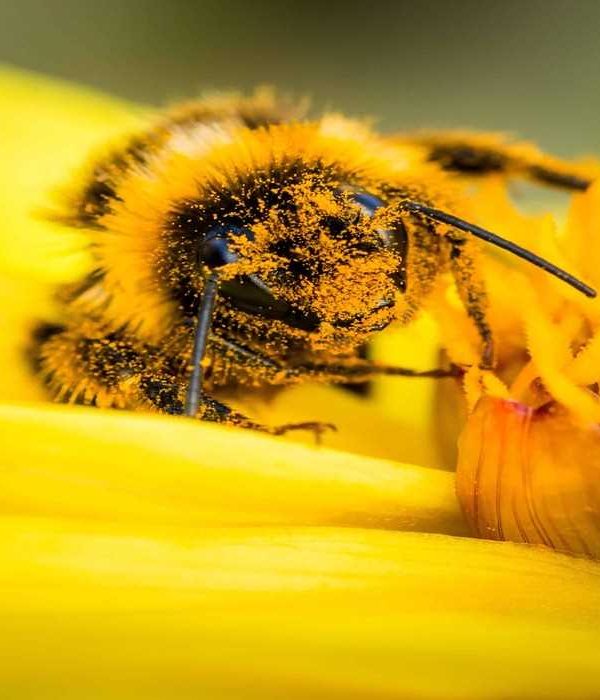 abeja