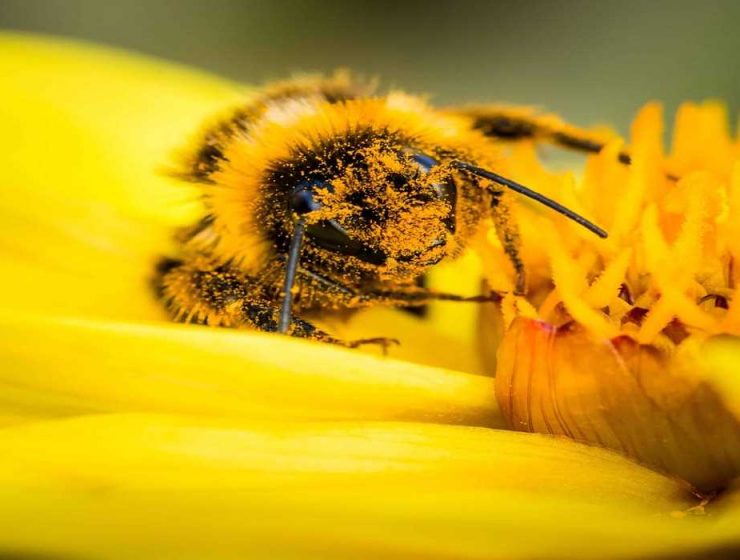 abeja