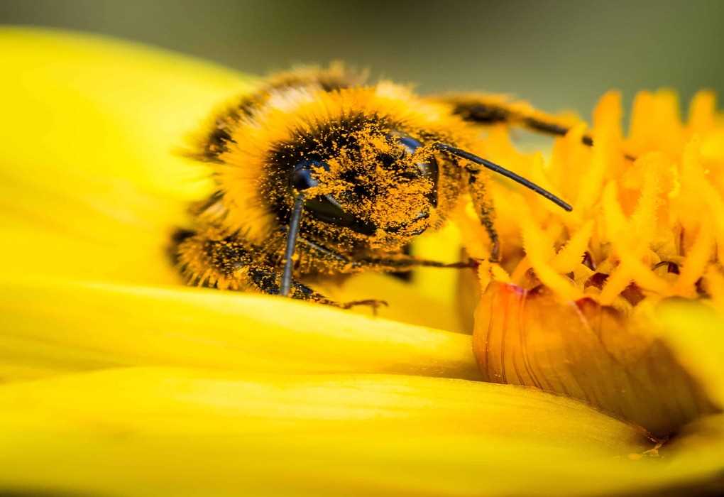 abeja