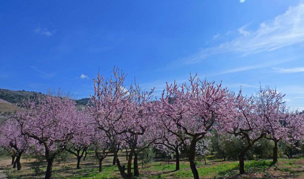almendros Foto por formulario PxHere