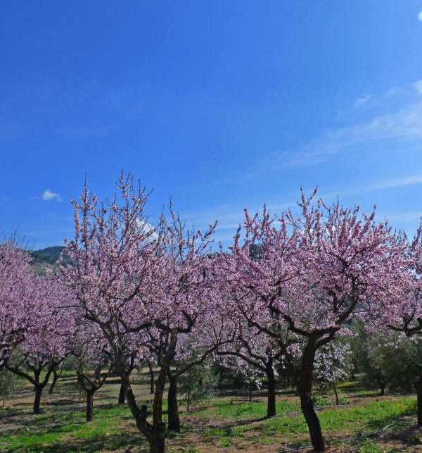 almendros Foto por formulario PxHere