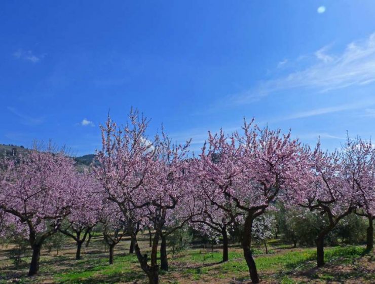 almendros Foto por formulario PxHere