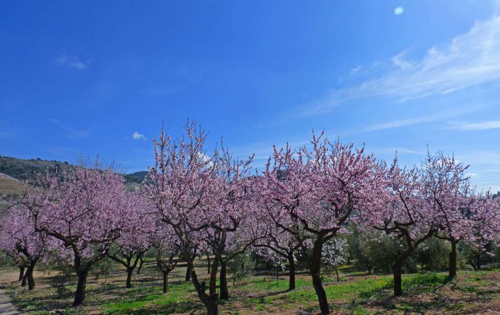 almendros Foto por formulario PxHere