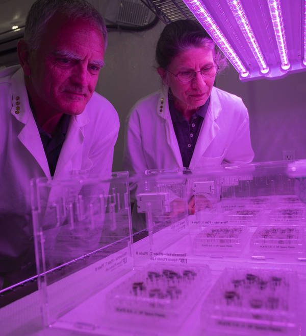 Lunar Plants Research Documentation, Wednesday April 28th, 2021.