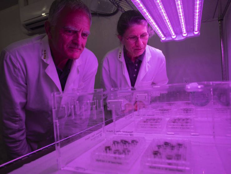 Lunar Plants Research Documentation, Wednesday April 28th, 2021.