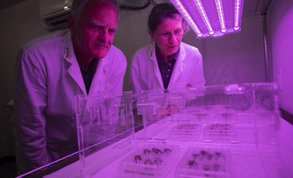 Lunar Plants Research Documentation, Wednesday April 28th, 2021.