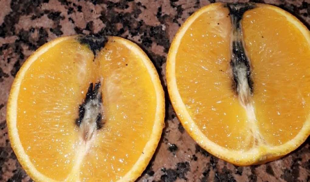 cítricos cotonet
