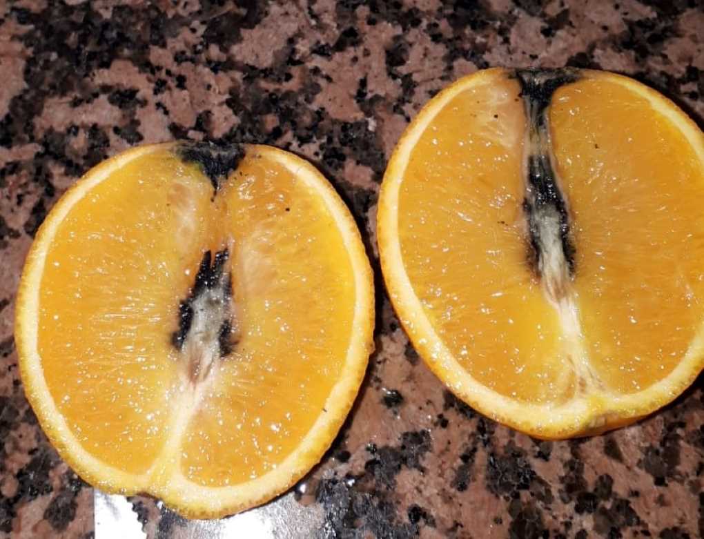 cítricos cotonet