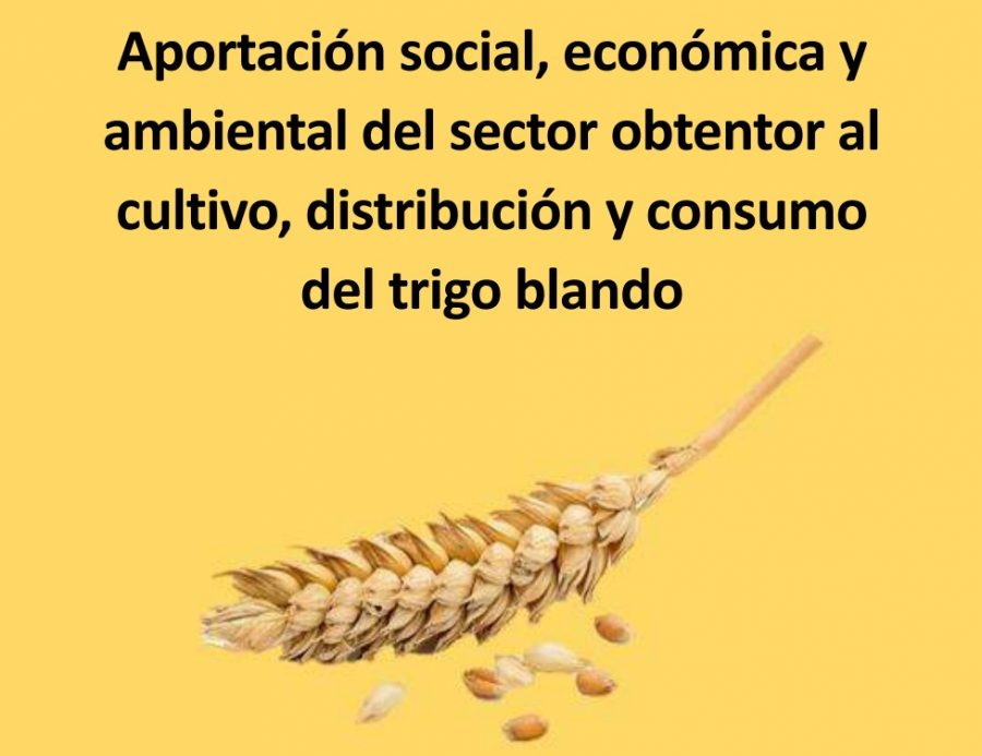 La mejora en las variedades de trigo ha aumentado la producción y el ...