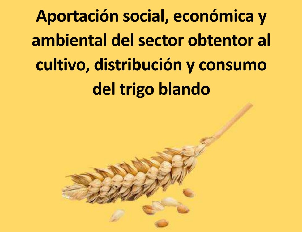 estudio trigo