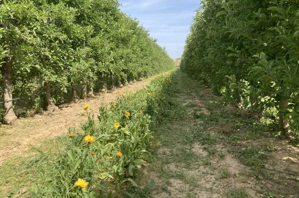 flores en frutales