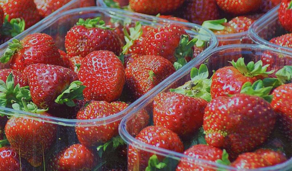 fresas
